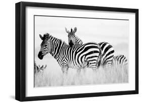 Zebras in the Tall Grass (b&w)-Martin Fowkes-Framed Giclee Print