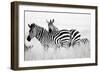 Zebras in the Tall Grass (b&w)-Martin Fowkes-Framed Giclee Print