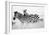 Zebras in the Tall Grass (b&w)-Martin Fowkes-Framed Giclee Print