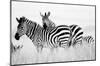 Zebras in the Tall Grass (b&w)-Martin Fowkes-Mounted Giclee Print