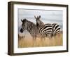 Zebras in the Tall Grass (col) Full Bleed-Martin Fowkes-Framed Giclee Print