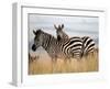 Zebras in the Tall Grass (col) Full Bleed-Martin Fowkes-Framed Giclee Print