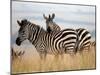 Zebras in the Tall Grass (col) Full Bleed-Martin Fowkes-Mounted Giclee Print