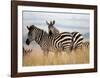 Zebras in the Tall Grass (col) Full Bleed-Martin Fowkes-Framed Giclee Print