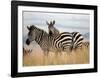 Zebras in the Tall Grass (col) Full Bleed-Martin Fowkes-Framed Giclee Print