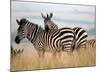 Zebras in the Tall Grass (col) Full Bleed-Martin Fowkes-Mounted Giclee Print