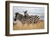 Zebras in the Tall Grass (col)-Martin Fowkes-Framed Giclee Print