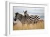 Zebras in the Tall Grass (col)-Martin Fowkes-Framed Giclee Print