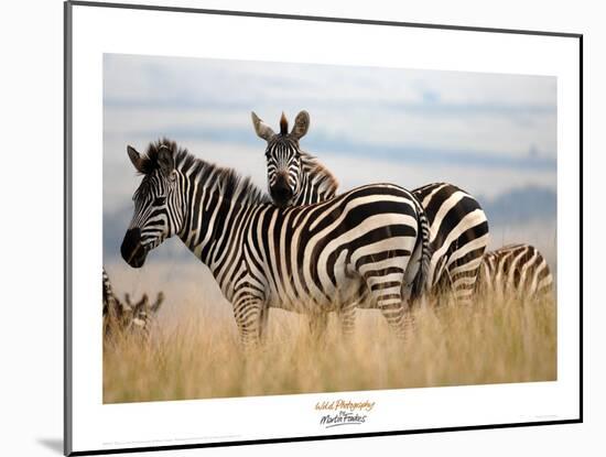 Zebras in the Tall Grass (col)-Martin Fowkes-Mounted Giclee Print