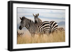 Zebras in the Tall Grass (col)-Martin Fowkes-Framed Giclee Print