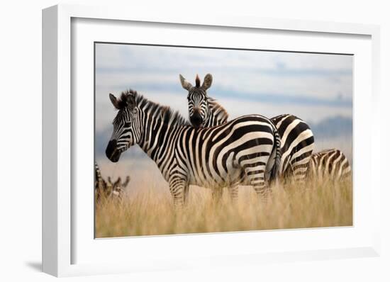 Zebras in the Tall Grass (col)-Martin Fowkes-Framed Giclee Print