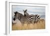 Zebras in the Tall Grass (col)-Martin Fowkes-Framed Giclee Print