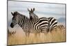 Zebras in the Tall Grass (col)-Martin Fowkes-Mounted Giclee Print