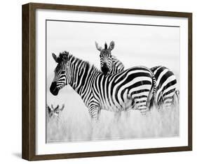 Zebras in the Tall Grass Full Bleed (b&w)-Martin Fowkes-Framed Giclee Print