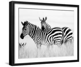 Zebras in the Tall Grass Full Bleed (b&w)-Martin Fowkes-Framed Giclee Print