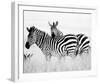 Zebras in the Tall Grass Full Bleed (b&w)-Martin Fowkes-Framed Giclee Print