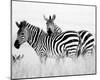 Zebras in the Tall Grass Full Bleed (b&w)-Martin Fowkes-Mounted Giclee Print