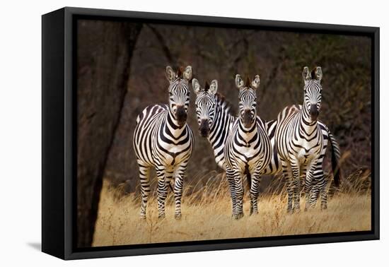 Zebras Looking-Howard Ruby-Framed Stretched Canvas