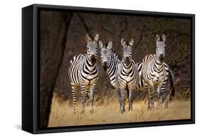 Zebras Looking-Howard Ruby-Framed Stretched Canvas