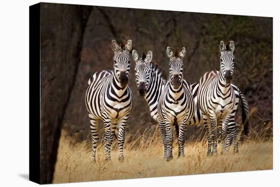 Zebras Looking-Howard Ruby-Stretched Canvas