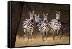 Zebras Looking-Howard Ruby-Framed Stretched Canvas