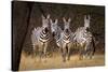 Zebras Looking-Howard Ruby-Stretched Canvas