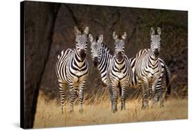 Zebras Looking-Howard Ruby-Stretched Canvas