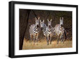 Zebras Looking-Howard Ruby-Framed Premium Photographic Print