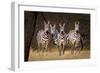 Zebras Looking-Howard Ruby-Framed Premium Photographic Print