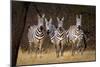 Zebras Looking-Howard Ruby-Mounted Premium Photographic Print