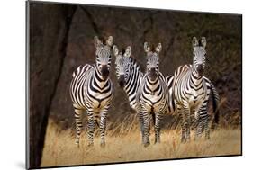 Zebras Looking-Howard Ruby-Mounted Photographic Print