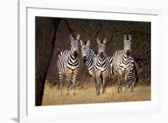 Zebras Looking-Howard Ruby-Framed Photographic Print