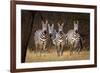 Zebras Looking-Howard Ruby-Framed Photographic Print