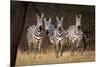Zebras Looking-Howard Ruby-Mounted Photographic Print