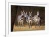 Zebras Looking-Howard Ruby-Framed Photographic Print