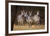 Zebras Looking-Howard Ruby-Framed Photographic Print