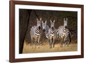 Zebras Looking-Howard Ruby-Framed Photographic Print