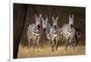 Zebras Looking-Howard Ruby-Framed Photographic Print