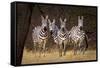 Zebras Looking-Howard Ruby-Framed Stretched Canvas