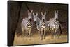 Zebras Looking-Howard Ruby-Framed Stretched Canvas