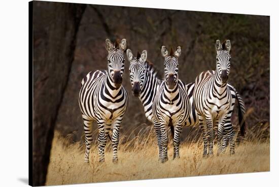 Zebras Looking-Howard Ruby-Stretched Canvas