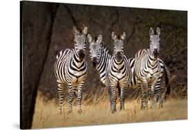 Zebras Looking-Howard Ruby-Stretched Canvas