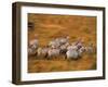 Zebras, Maasai Mara Game Reserve, Kenya-Paul Joynson-hicks-Framed Photographic Print