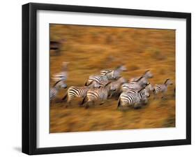 Zebras, Maasai Mara Game Reserve, Kenya-Paul Joynson-hicks-Framed Photographic Print