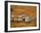 Zebras, Maasai Mara Game Reserve, Kenya-Paul Joynson-hicks-Framed Photographic Print