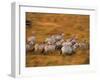 Zebras, Maasai Mara Game Reserve, Kenya-Paul Joynson-hicks-Framed Photographic Print