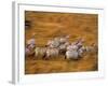 Zebras, Maasai Mara Game Reserve, Kenya-Paul Joynson-hicks-Framed Photographic Print