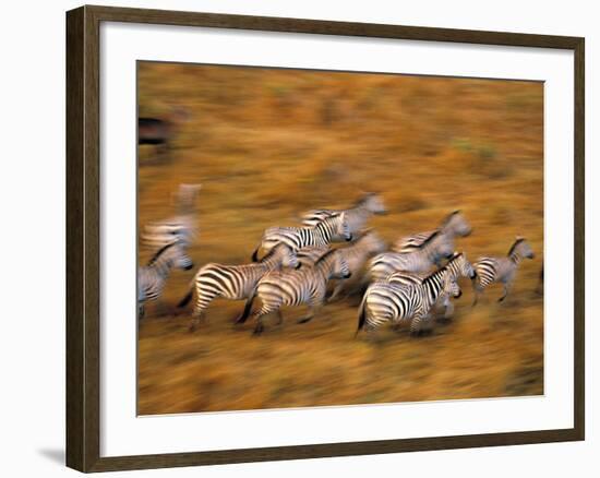 Zebras, Maasai Mara Game Reserve, Kenya-Paul Joynson-hicks-Framed Photographic Print