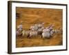 Zebras, Maasai Mara Game Reserve, Kenya-Paul Joynson-hicks-Framed Photographic Print