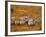 Zebras, Maasai Mara Game Reserve, Kenya-Paul Joynson-hicks-Framed Photographic Print